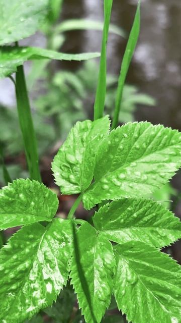 Вдохновилась летним дождём и поснимала, что вижу вокруг🌿
✨Tg - youralice_chat