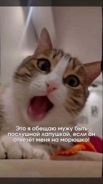 ❤️Когда обещаю мужу вести себя хорошо