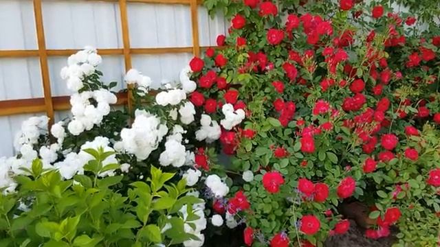 Обзор на дачные цветы часть  (1)