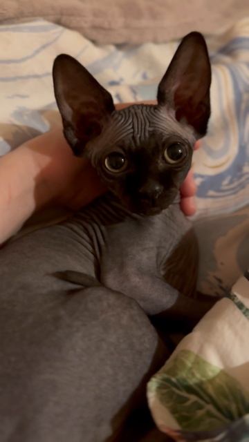 🐈⬛ Тиффани🩵