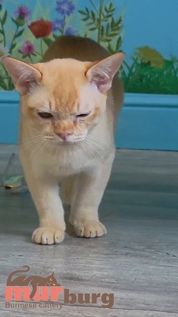 Питомник кошек бурманской породы "MURBURG"
