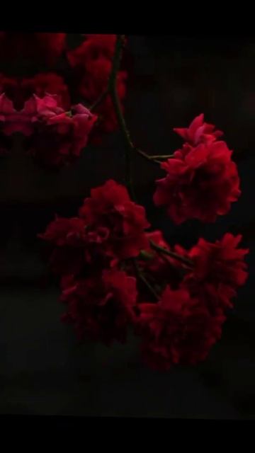 Обои на телефон🌹 Эстетика красного🔥