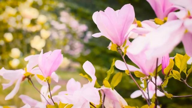 Most Beautiful Garden and flowers   Free HD Video - No Copyright