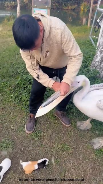 Bird hides animals in its beak #shortsvideo