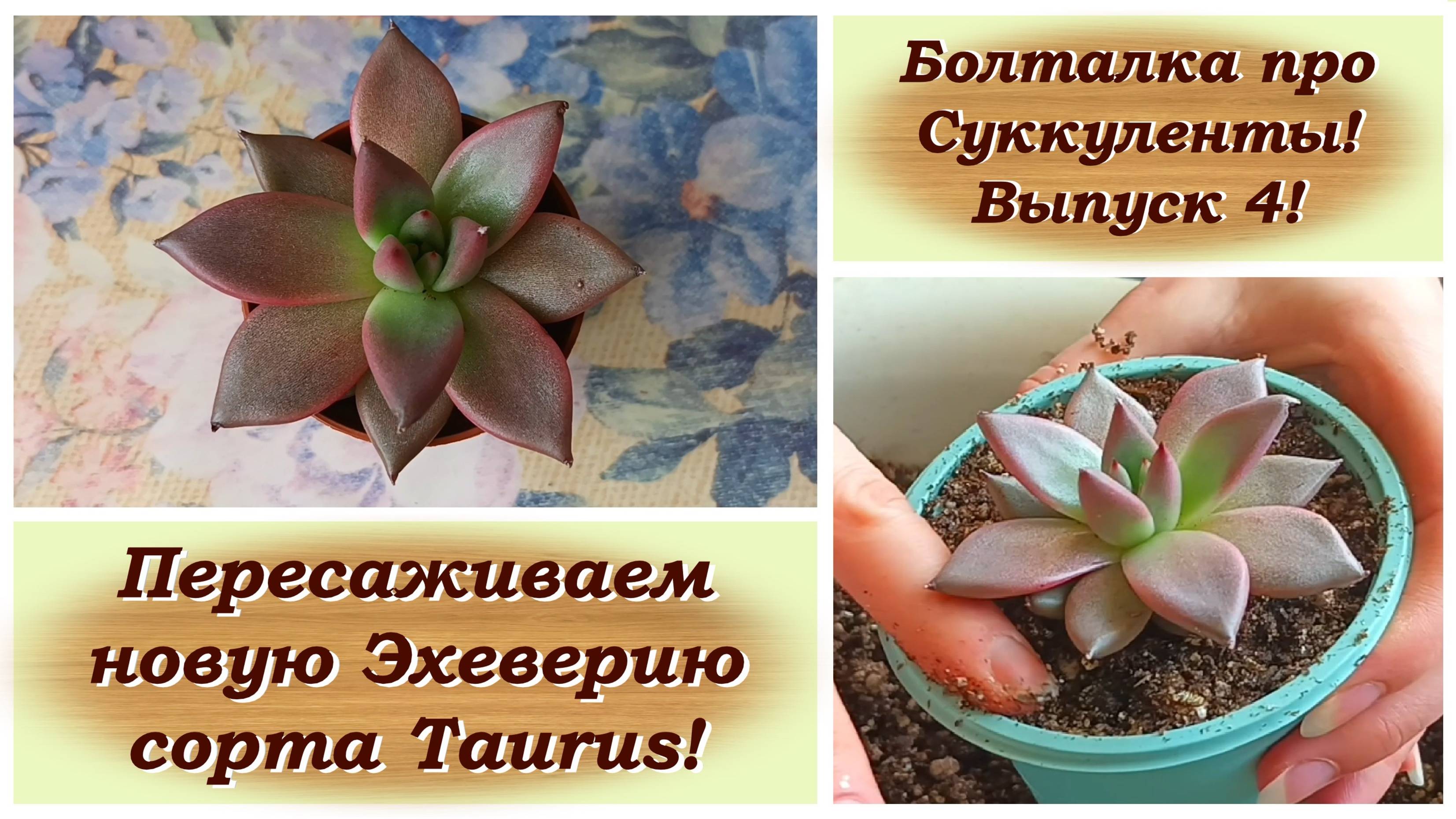 Болталка про Суккуленты! Выпуск 4! Пересаживаем новую Эхеверию сорта Taurus!