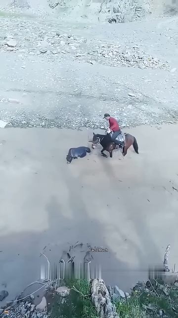 Babe horse brave story #shortsvideo