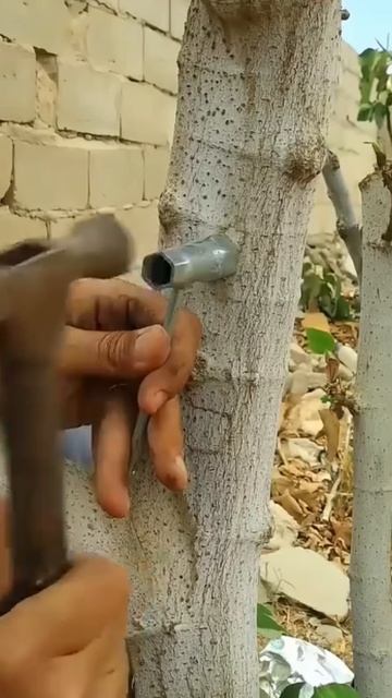 Unbelievable Grow 2 Fruits on 1 Plant #shortsvideo