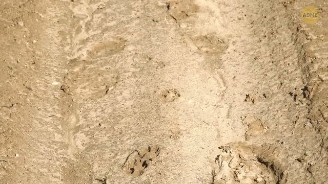 Реальные открытия, которые каждый археолог мечтал бы сделать первым