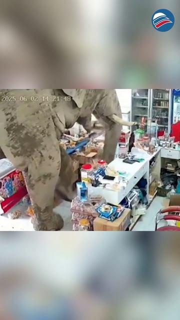 Слон-воришка: таиландский гигант обчистил магазин