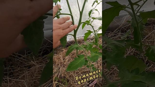 Как правильно удалять пасынки у томатов!