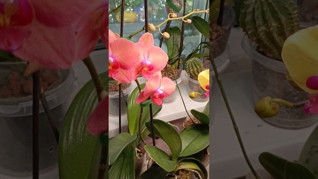 Мои цветущие орхидеи 🤗🌱🌿🌱красота! 😍😍#орхидеи #фаленопсис