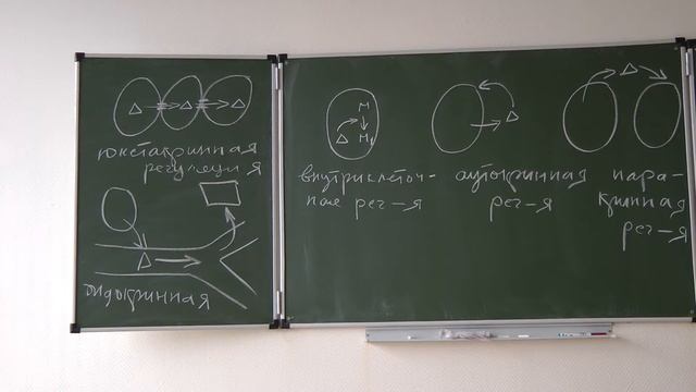 5.11.13 Физиология животных -Сергеев И.Ю. часть 1