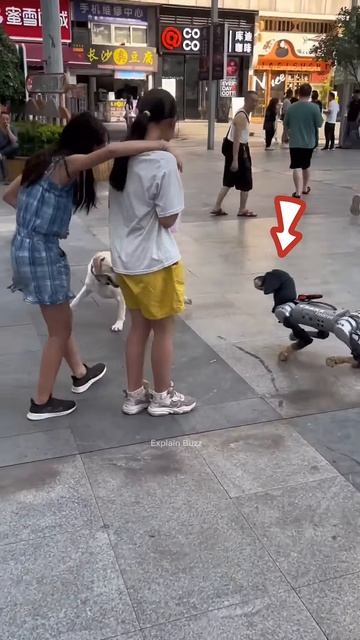 Real Dog vs Robot Dog #shortsvideo
