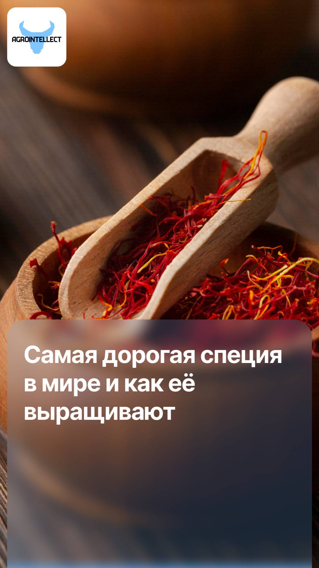 💰 Дороже золота: почему эта специя стоит 15 000$ за килограмм?