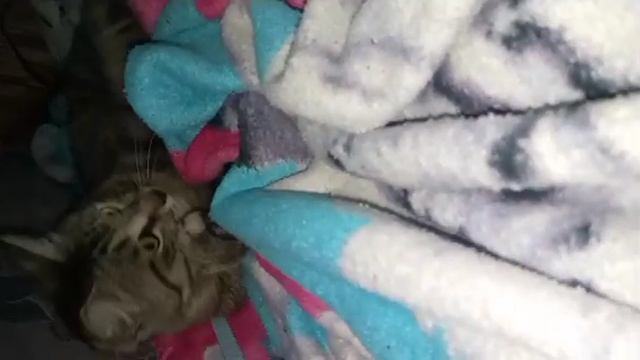 про кота