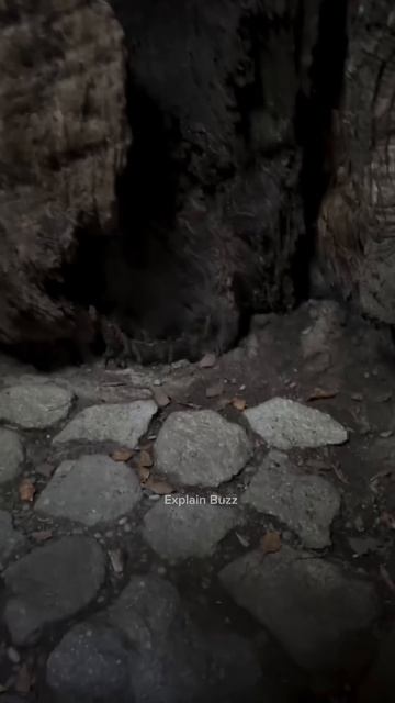 Tree with a Hidden Cave #shortsvideo