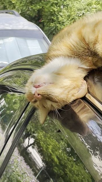 котик спит.