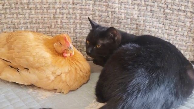Курица спала с кошкой, а петух забеспокоился (2025 год)