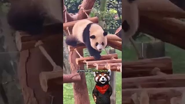 Почему панда — главный лентяй планеты