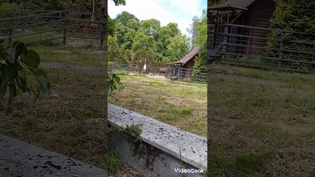 Прогулка по Калининградскому зоопарку