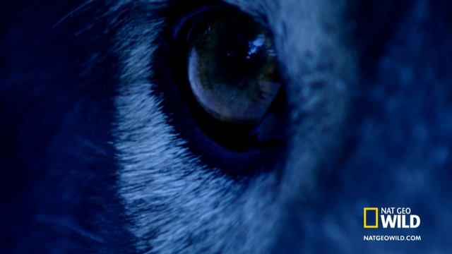 The Wolf Hunter | Maneater Manhunt