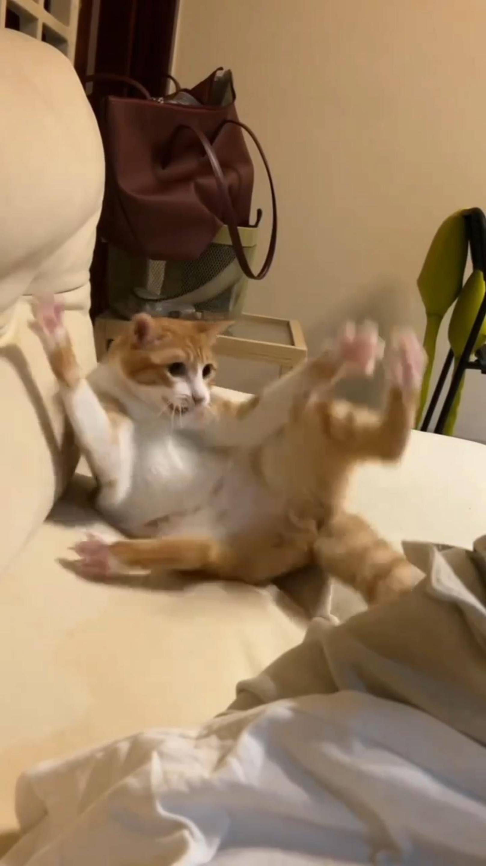 Что-то Не ТАК 😥 Лапка ЗАТЕКЛА! 🙀 #cat #shorts #озвучка
