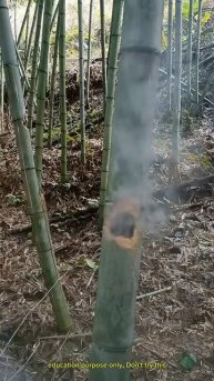 Mosquito cracker in tree #shortsvideo