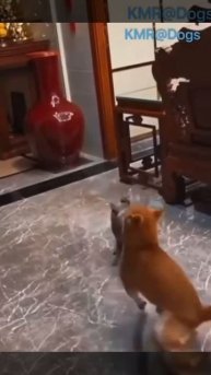 Головокружительный бой🥊😂