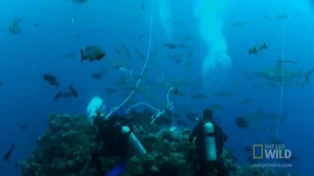 To Save a Shark | Nat Geo Wild