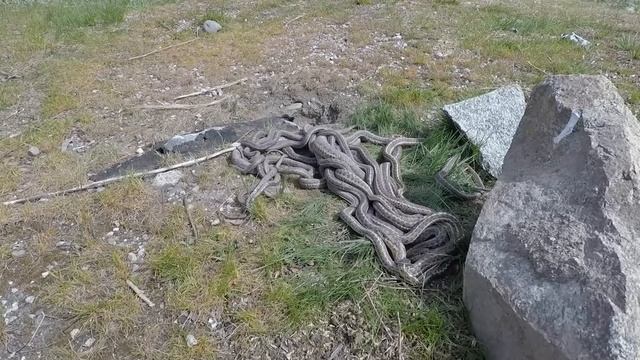 Моменты с Животными Один на Миллион