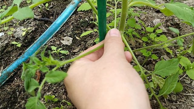 03-06-2025 как я обрываю пасынки у томатов.
