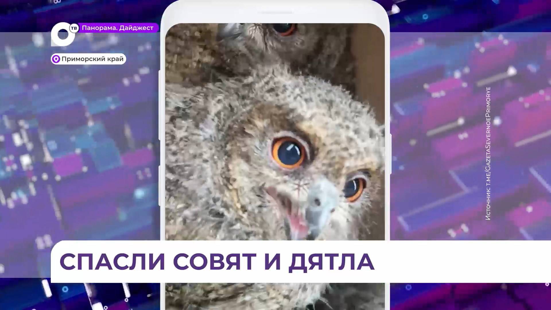 В Приморье провели целую операцию по спасению совят