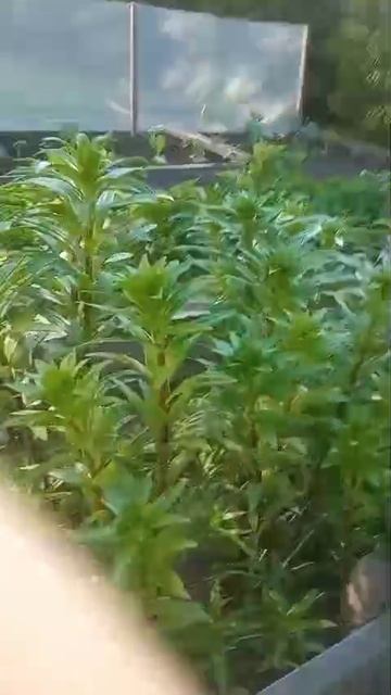 наш агород