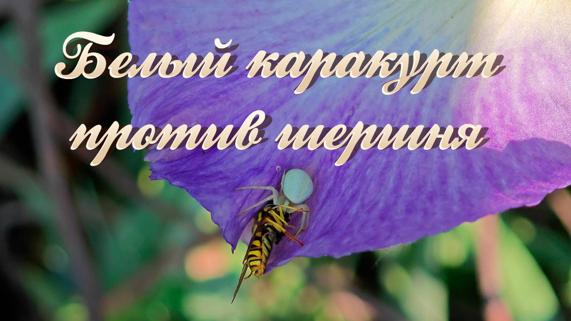 Белый каракурт против шершня
