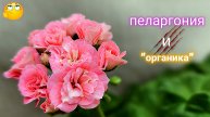 Пеларгония летом на балконе. "Органика".