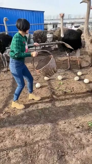Cute ostrich #shortsvideo