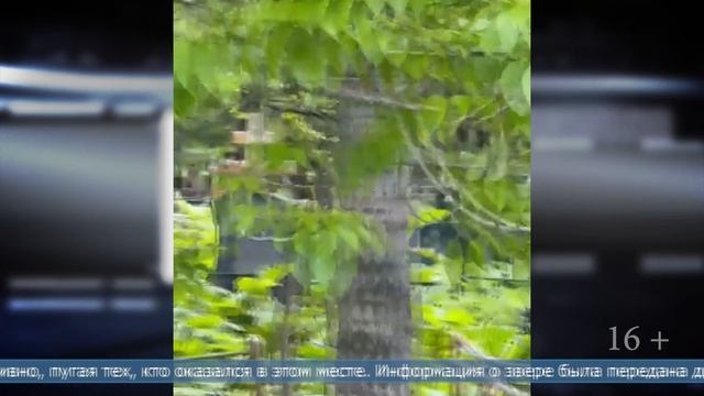 02.06.2025 Агрессивный медведь бродил по кладбищу в Ново-Александровске