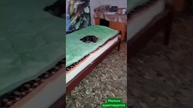 Малыш первый день дома после грязной улицы и одиночества.