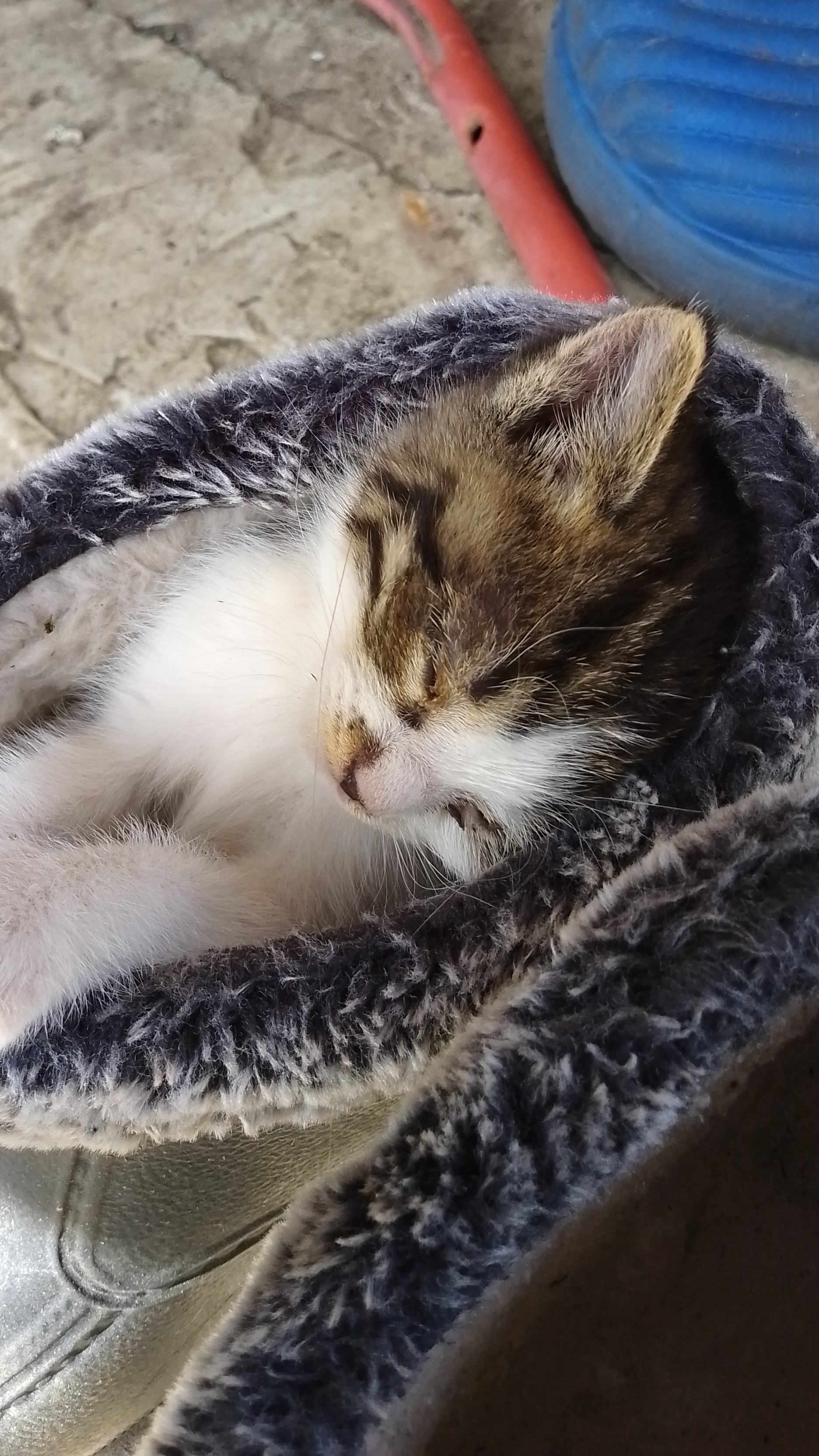 это дядя корней не я😊