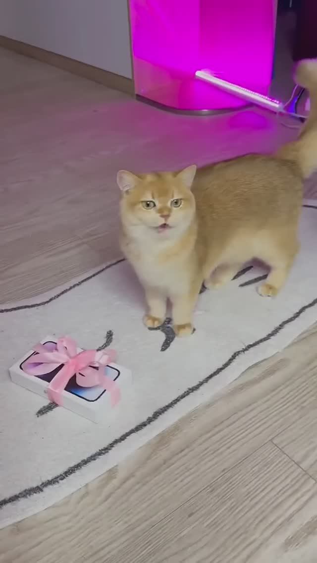 Мой кот подарил мне новый телефон! #кот #кошки