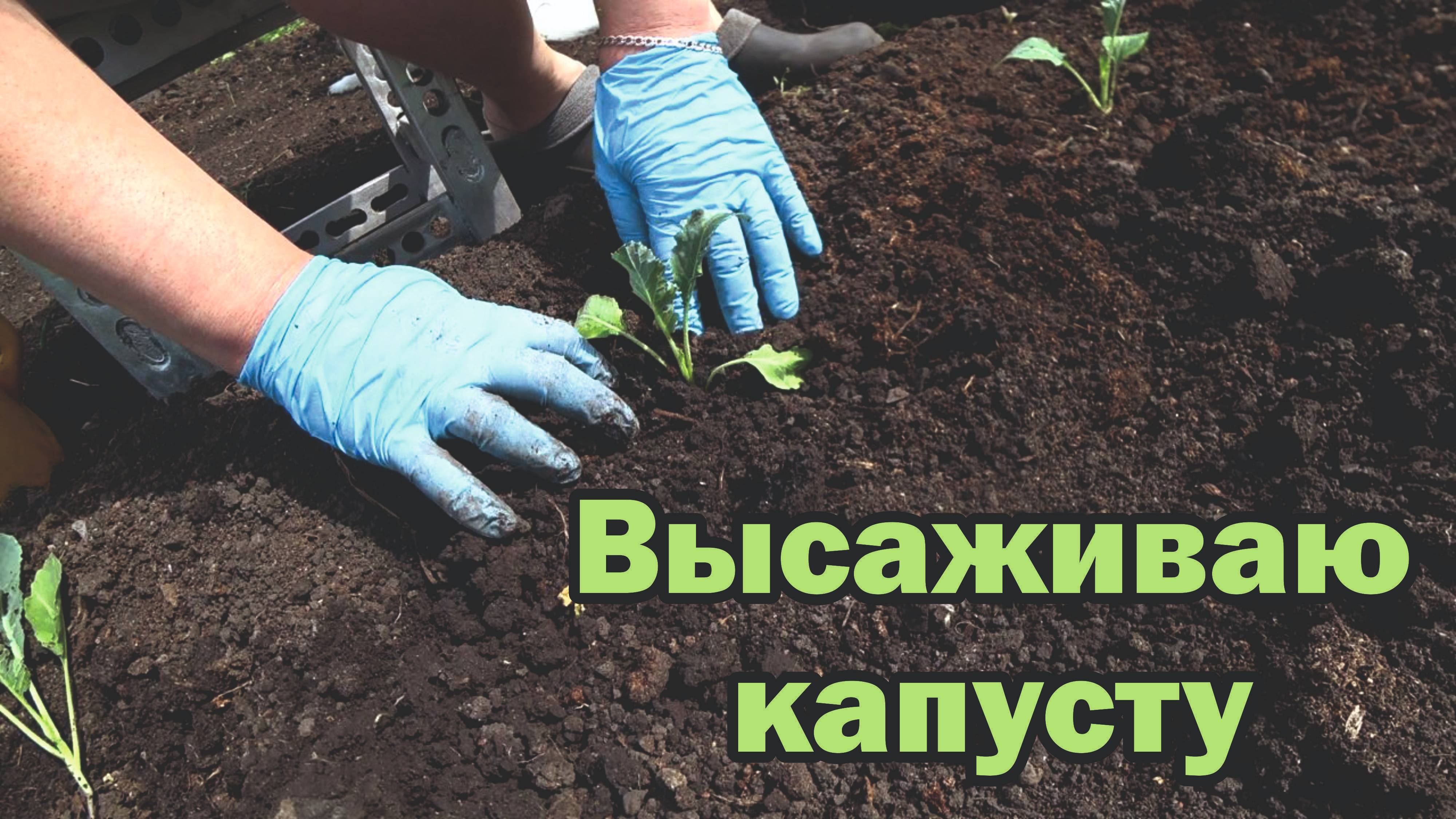 Высадка капусты