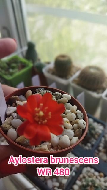 Aylostera brunescens WR 480 - маленькая прелесть