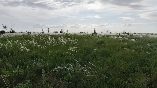КОВЫЛЬ ПОЛЕВОЙ