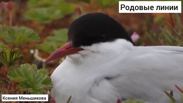 Родовые линии. Часть 2. Меньшикова Ксения