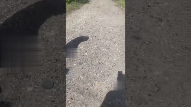 Собака охраняет наши выкинутые вещи