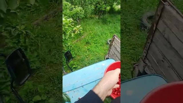 собираем черешню для варения в горах  #горы #варение #д?
