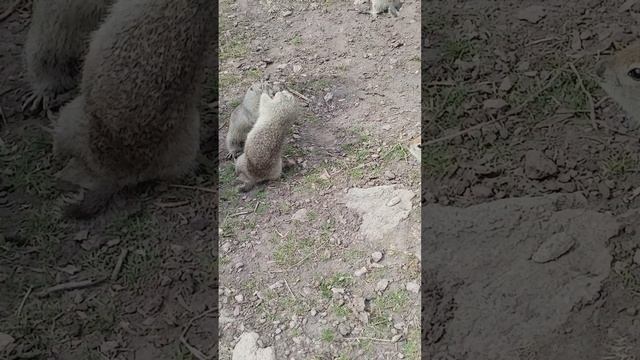 VID_20250423_082848.mp4