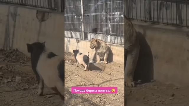 Готов умереть за настоящую любовь😅😅😅
