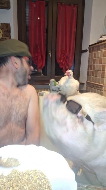 WTF : Танцевальная Феерия