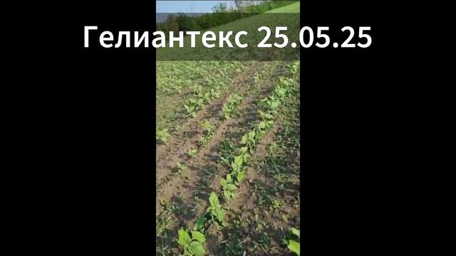 Гелиантекс